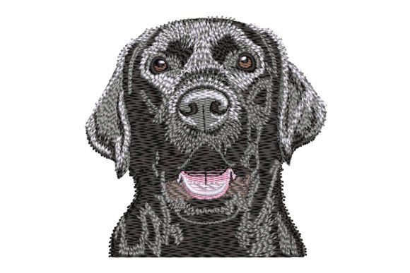 Labrador Retriever Black Lab